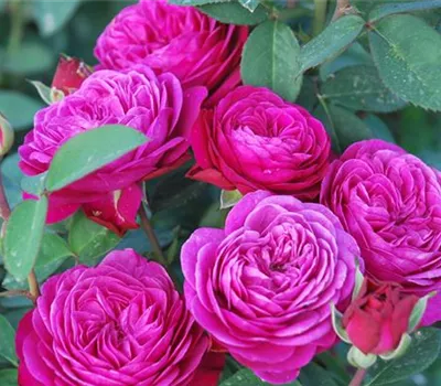 Rosa 'Heidi Klum-Rose' -R- Z