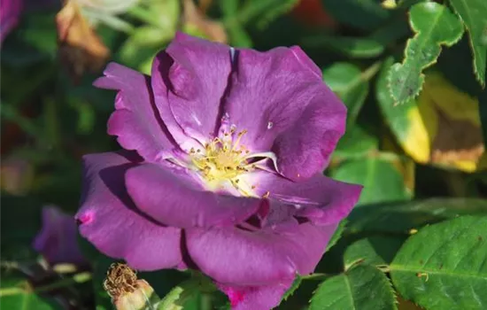 Rosa 'Rhapsody in Blue' -R- BT