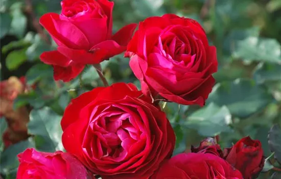 Rosa 'Rouge Meilove' -R- BT