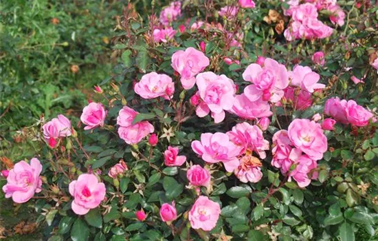 Rosa 'Schöne Dortmunderin' -R-