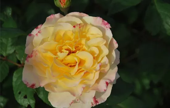 Rosa 'Aquarell' TH