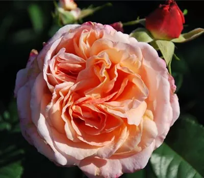 Rosa 'Augusta Luise' -R- TH