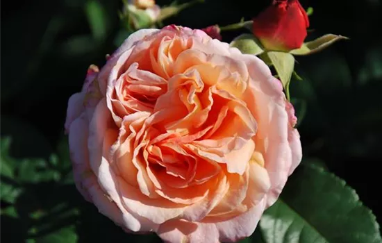 Rosa 'Augusta Luise' -R- TH
