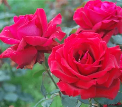 Rosa 'Duftzauber' -R- TH