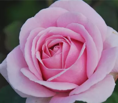 Rosa 'Frederic Mistral' -R- TH