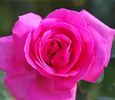 Rosa 'Lady Like' -R- TH