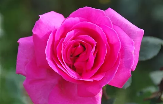 Rosa 'Lady Like' -R- TH