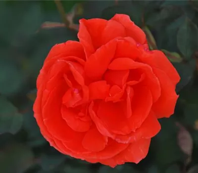Rosa 'Lena' -R- TH