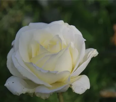 Rosa 'Memoire' -R- TH