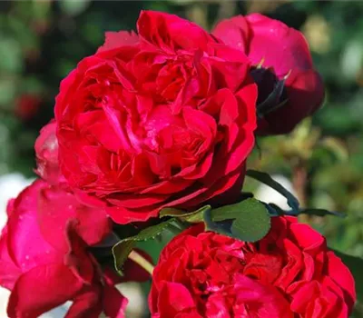 Rosa 'Red Leonardo da Vinci' -R- BT