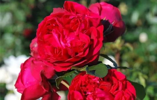 Rosa 'Red Leonardo da Vinci' -R- BT