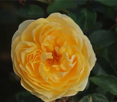 Rosa 'Graham Thomas' -R- STR Rosa 'Graham Thomas' -R- STR