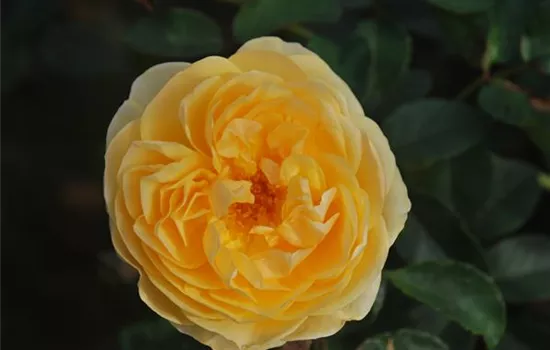 Rosa 'Graham Thomas' -R- STR