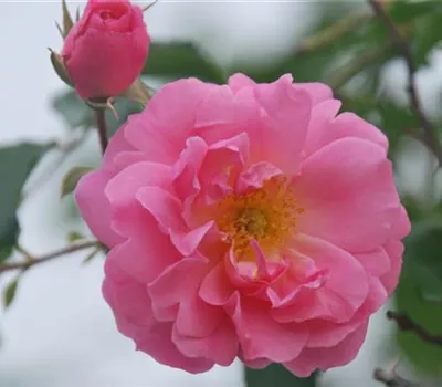 Rosa 'Konfetti' KL