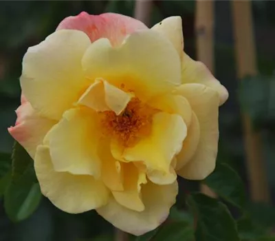 Rosa 'Moonlight' -R- KL