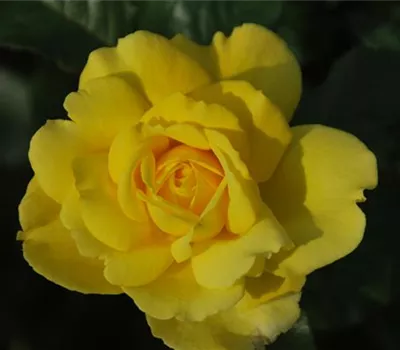 Rosa 'Mountbatten' -R- STR Rosa 'Mountbatten' -R- STR