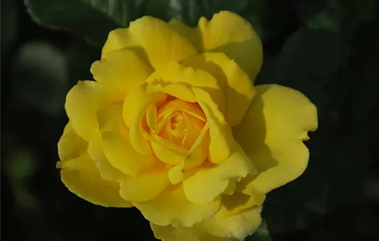 Rosa 'Mountbatten' -R- STR