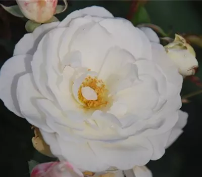 Rosa 'Schneewittchen' -R- STR Rosa 'Schneewittchen' -R- STR