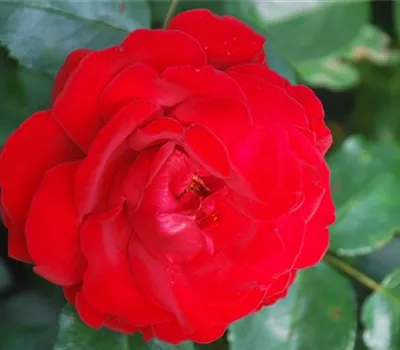 Rosa 'Ulmer Münster' -R- STR Rosa 'Ulmer Münster' -R- STR