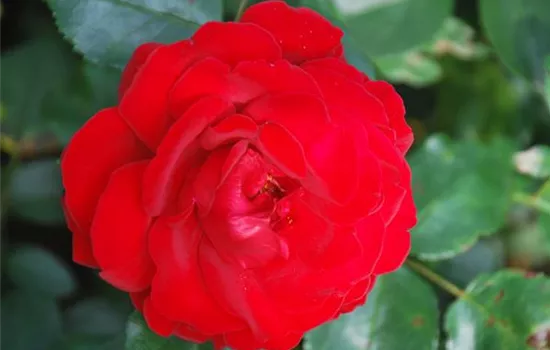 Rosa 'Ulmer Münster' -R- STR