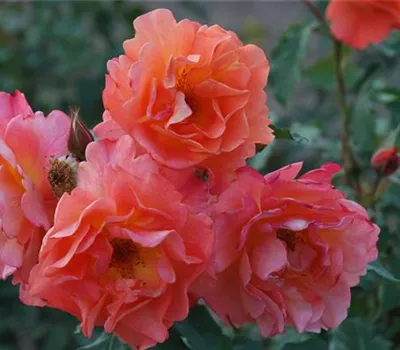 Rosa 'Westerland' -R- STR Rosa 'Westerland' -R- STR