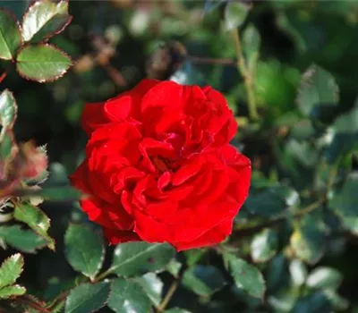 Rosa 'Zwergenfee' -R- Rosa 'Zwergenfee' -R-