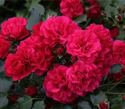 Rosa 'Gärtnerfreude' -R- BDR