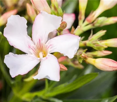 Nerium oleander, weiß Nerium oleander, weiß