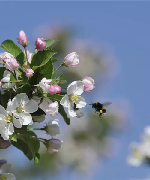 Hummel an Apfelblüte