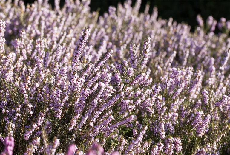 Erica darleyensis