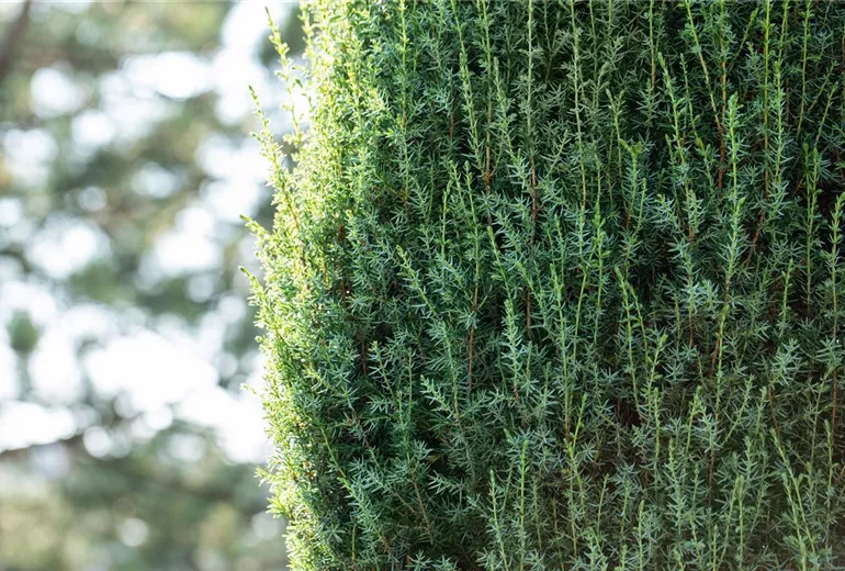 Juniperus communis 'Suecica'