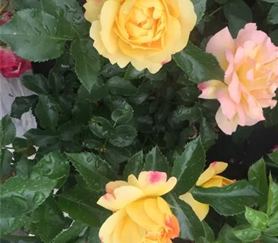 Rosa 'Lampion' BT Rosa 'Lampion' BT