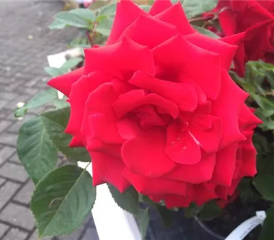 Rosa 'Grande Amore' -R- TH