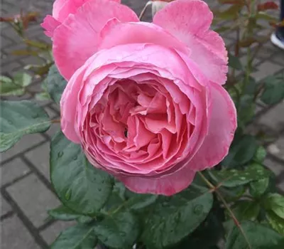 Rosa 'Kölner Flora' -R- STR Rosa 'Kölner Flora' -R- STR