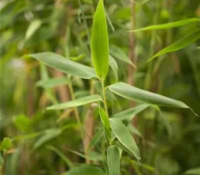 Fargesia murieliae M.Monkeys Fargesia murieliae M.Monkeys