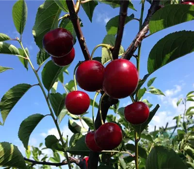 Prunus cer.'Karneol' CAC