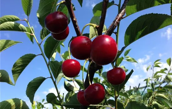 Prunus cer.'Karneol' CAC