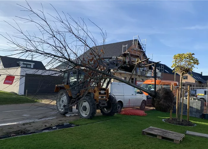 Baumpflanzung einer Amerikanischen Roteiche Baumpflanzung einer Amerikanischen Roteiche