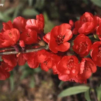Chaenomeles 'Red Trail'