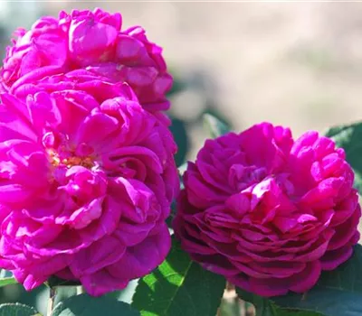 Rosa 'Gallica Officinalis' STR Rosa 'Gallica Officinalis' STR