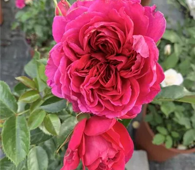 Rosa 'Soul' -R- STR Rosa 'Soul' -R- STR