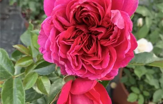 Rosa 'Soul' -R- STR