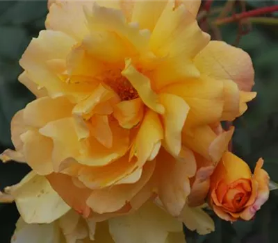 Rosa 'Harzburger Lichterfest' STR