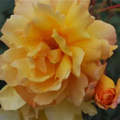 Rosa 'Harzburger Lichterfest' STR