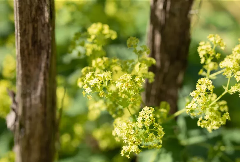 Alchemilla epipsila