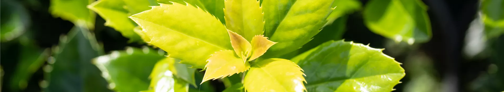 Ilex meserveae 'Heckenfee'®(s) Ilex meserveae 'Heckenfee'®(s)