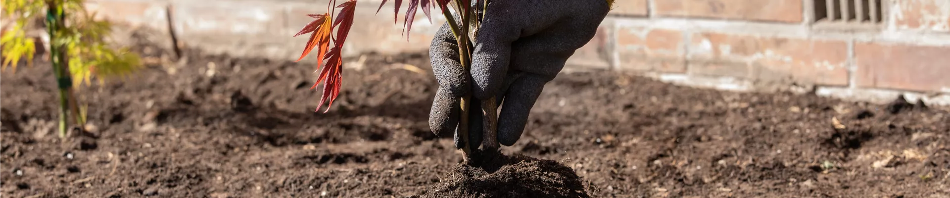 Ahorn einpflanzen Ahorn einpflanzen