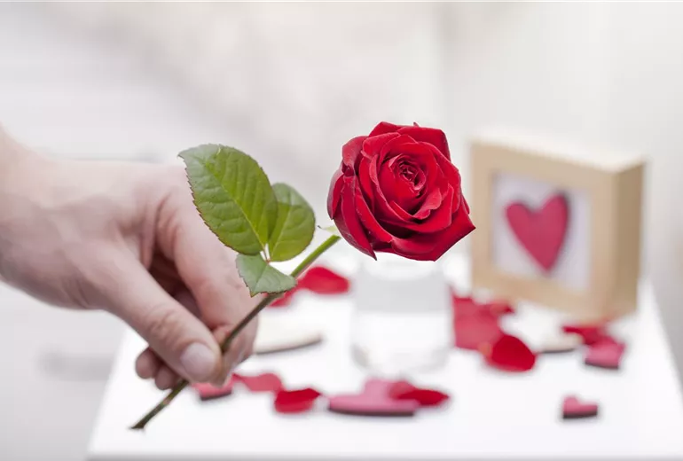 Rosa