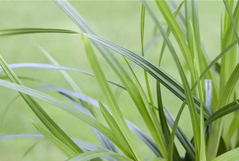 Carex morrowii
