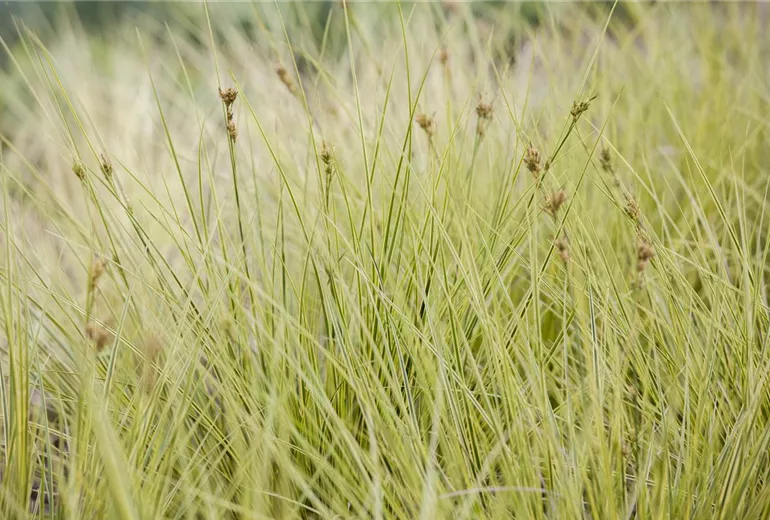 Carex brunnea 'Jenneke'